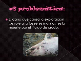   El daño que causa la explotación
    petrolera a los seres marinos es la
    muerte por el fluido de crudo.
 