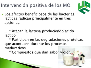  Los efectos beneficiosos de las bacterias
lácticas radican principalmente en tres
acciones:
* Atacan la lactosa produciendo ácido
láctico
* Participan en las degradaciones proteicas
que acontecen durante los procesos
madurativos
* Compuestos que dan sabor y olor.
 