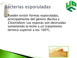  Pueden existir formas esporuladas,
principalmente del género Bacilus y
Clostridium. Las esporas son destruidas
sometiendo la leche a un tratamiento
térmico superior a los 100ºC.
 