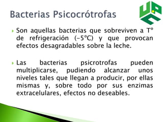  Son aquellas bacterias que sobreviven a Tº
de refrigeración (-5ºC) y que provocan
efectos desagradables sobre la leche.
 Las bacterias psicrotrofas pueden
multiplicarse, pudiendo alcanzar unos
niveles tales que llegan a producir, por ellas
mismas y, sobre todo por sus enzimas
extracelulares, efectos no deseables.
 