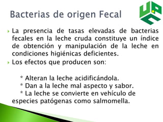  La presencia de tasas elevadas de bacterias
fecales en la leche cruda constituye un índice
de obtención y manipulación de la leche en
condiciones higiénicas deficientes.
 Los efectos que producen son:
* Alteran la leche acidificándola.
* Dan a la leche mal aspecto y sabor.
* La leche se convierte en vehículo de
especies patógenas como salmomella.
 
