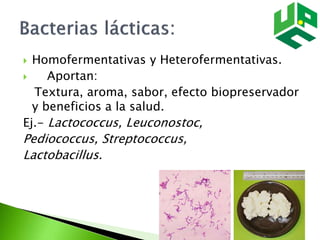  Homofermentativas y Heterofermentativas.
 Aportan:
Textura, aroma, sabor, efecto biopreservador
y beneficios a la salud.
Ej.- Lactococcus, Leuconostoc,
Pediococcus, Streptococcus,
Lactobacillus.
 