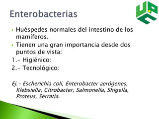  Huéspedes normales del intestino de los
mamíferos.
 Tienen una gran importancia desde dos
puntos de vista:
1.- Higiénico:
2.- Tecnológico:
Ej.- Escherichia coli, Enterobacter aerógenes,
Klebsiella, Citrobacter, Salmonella, Shigella,
Proteus, Serratia.
 