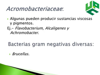  Algunas pueden producir sustancias viscosas
y pigmentos.
Ej.- Flavobacterium, Alcaligenes y
Achromobacter.
 Brucellas.
 