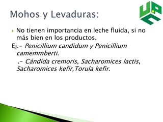  No tienen importancia en leche fluida, si no
más bien en los productos.
Ej.- Penicillium candidum y Penicillium
camemmberti.
.- Cándida cremoris, Sacharomices lactis,
Sacharomices kefir,Torula kefir.
 