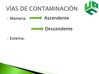  Mamaria.
 Externa.
Ascendente
Descendente
 