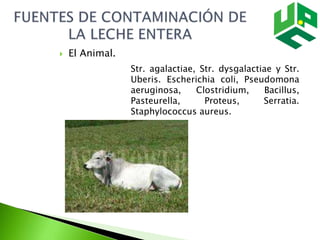  El Animal.
Str. agalactiae, Str. dysgalactiae y Str.
Uberis. Escherichia coli, Pseudomona
aeruginosa, Clostridium, Bacillus,
Pasteurella, Proteus, Serratia.
Staphylococcus aureus.
 