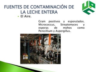 FUENTES DE CONTAMINACIÓN DE
LA LECHE ENTERA
 El Aire.
Gram positivos y esporulados.
Micrococcus, Streptomyces y
esporas de mohos como
Penicillium y Aspergillus.
 