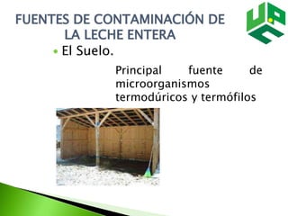 FUENTES DE CONTAMINACIÓN DE
LA LECHE ENTERA
 El Suelo.
Principal fuente de
microorganismos
termodúricos y termófilos
 