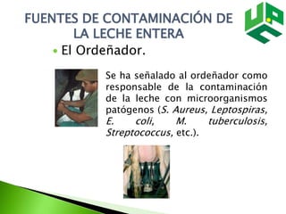 FUENTES DE CONTAMINACIÓN DE
LA LECHE ENTERA
 El Ordeñador.
Se ha señalado al ordeñador como
responsable de la contaminación
de la leche con microorganismos
patógenos (S. Aureus, Leptospiras,
E. coli, M. tuberculosis,
Streptococcus, etc.).
 