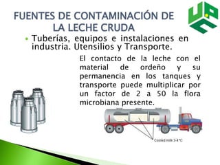 FUENTES DE CONTAMINACIÓN DE
LA LECHE CRUDA
 Tuberías, equipos e instalaciones en
industria. Utensilios y Transporte.
El contacto de la leche con el
material de ordeño y su
permanencia en los tanques y
transporte puede multiplicar por
un factor de 2 a 50 la flora
microbiana presente.
 