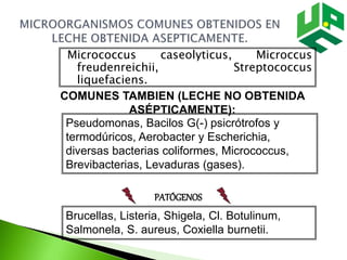 Micrococcus caseolyticus, Microccus
freudenreichii, Streptococcus
liquefaciens.
COMUNES TAMBIEN (LECHE NO OBTENIDA
ASÉPTICAMENTE):
Pseudomonas, Bacilos G(-) psicrótrofos y
termodúricos, Aerobacter y Escherichia,
diversas bacterias coliformes, Micrococcus,
Brevibacterias, Levaduras (gases).
PATÓGENOS
Brucellas, Listeria, Shigela, Cl. Botulinum,
Salmonela, S. aureus, Coxiella burnetii.
 