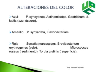 Azul P. syncyanea, Actinomicetos, Geotrichum, S.
lactis (azul óscuro).
Amarillo P. synxantha, Flavobacterium.
Roja Serratia marcescens, Brevibacterium
erythrogenes (velo), Micrococcus
roseus ( sedimento), Torula glutinis ( superficie).
Prof. Jacovelin Morales
 