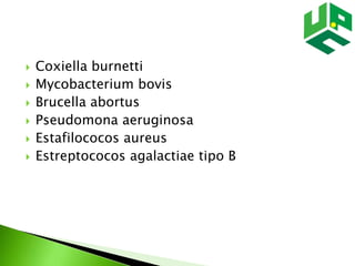  Coxiella burnetti
 Mycobacterium bovis
 Brucella abortus
 Pseudomona aeruginosa
 Estafilococos aureus
 Estreptococos agalactiae tipo B
 