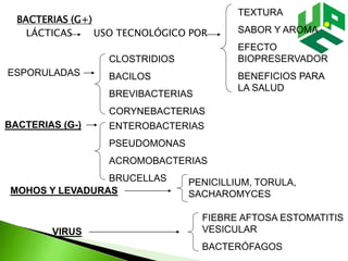 BACTERIAS (G+)
LÁCTICAS USO TECNOLÓGICO POR
TEXTURA
SABOR Y AROMA
EFECTO
BIOPRESERVADOR
BENEFICIOS PARA
LA SALUD
ESPORULADAS
CLOSTRIDIOS
BACILOS
BREVIBACTERIAS
CORYNEBACTERIAS
BACTERIAS (G-) ENTEROBACTERIAS
PSEUDOMONAS
ACROMOBACTERIAS
BRUCELLAS
MOHOS Y LEVADURAS
PENICILLIUM, TORULA,
SACHAROMYCES
VIRUS
FIEBRE AFTOSA ESTOMATITIS
VESICULAR
BACTERÓFAGOS
 