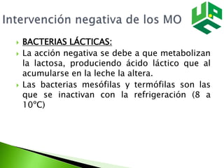 BACTERIAS LÁCTICAS:
 La acción negativa se debe a que metabolizan
la lactosa, produciendo ácido láctico que al
acumularse en la leche la altera.
 Las bacterias mesófilas y termófilas son las
que se inactivan con la refrigeración (8 a
10ºC)
 