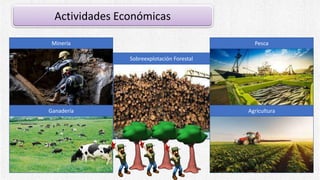 Actividades Económicas
Minería
Ganadería
Pesca
Agricultura
Sobreexplotación Forestal
 