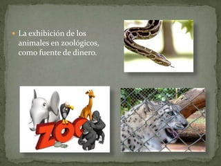 La exhibición de los animales en zoológicos, como fuente de dinero.