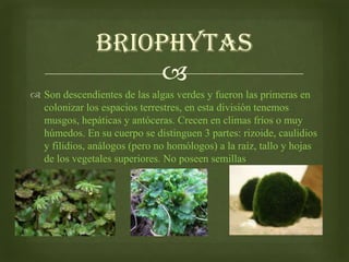 Expobotanica sitematica | PPS