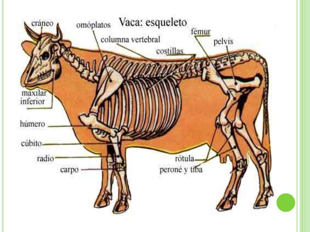ANATOMÍA DEL SISTEMA ÓSEO