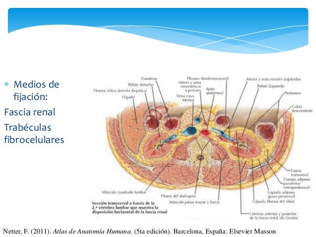Medio De Fijacion De Los Riñones es.slideshare.net