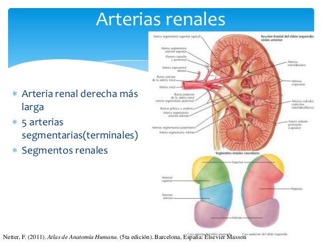 Riñones y Uréteres