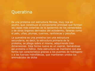 Queratina
Es una proteína con estructura fibrosa, muy rica en
azufre, que constituye el componente principal que forman
las capas más externas de la epidermis de los vertebrados
y de otros órganos derivados del ectodermo, faneras como
el pelo, uñas, plumas, cuernos, ranfotecas y pezuñas.
La queratina es una proteína con una estructura
secundaria, es decir, la estructura primaria de la
proteína, se pliega sobre sí misma, adquiriendo tres
dimensiones. Esta forma nueva es un espiral, llamándose
así proteína α-hélice. Esta estructura se mantiene con esa
forma tan característica gracias a los puentes de hidrógeno
y a las fuerzas hidrofóbicas, que mantienen unidos los
aminoácidos de dicha

 