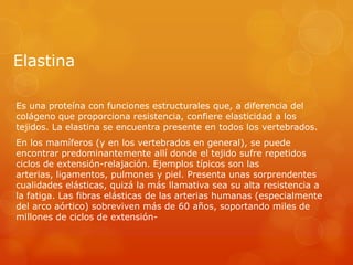 Elastina
Es una proteína con funciones estructurales que, a diferencia del
colágeno que proporciona resistencia, confiere elasticidad a los
tejidos. La elastina se encuentra presente en todos los vertebrados.
En los mamíferos (y en los vertebrados en general), se puede
encontrar predominantemente allí donde el tejido sufre repetidos
ciclos de extensión-relajación. Ejemplos típicos son las
arterias, ligamentos, pulmones y piel. Presenta unas sorprendentes
cualidades elásticas, quizá la más llamativa sea su alta resistencia a
la fatiga. Las fibras elásticas de las arterias humanas (especialmente
del arco aórtico) sobreviven más de 60 años, soportando miles de
millones de ciclos de extensión-

 