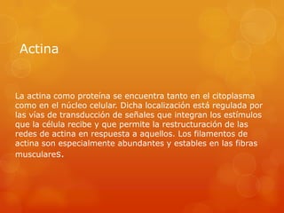 Actina

La actina como proteína se encuentra tanto en el citoplasma
como en el núcleo celular. Dicha localización está regulada por
las vías de transducción de señales que integran los estímulos
que la célula recibe y que permite la restructuración de las
redes de actina en respuesta a aquellos. Los filamentos de
actina son especialmente abundantes y estables en las fibras
musculares.

 