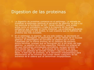 Digestion de las proteinas
 La digestión de proteínas comienza en el estómago. La entrada de
proteínas al estómago estimula la secreción de gastrina, la cual a su
vez estimula la formación de HCl (Acido cloridico); esta acidez
actúa como un antiséptico y mata a la mayoría de los entes
patógenos que ingresan al tracto intestinal. Las proteínas globulares
se desnaturalizan a pHs ácidos, lo cual ocasiona que la hidrólisis de
proteína sea más accesible.
 En el estómago, la pepsina , de una sola cadena, es secretada en
forma de su zimógeno, el pepsinógeno por las células de la mucosa
gástrica. El pepsinógeno se convierte en pepsina por el corte
(catalizado por la misma enzima) de 42 residuos del extremo
amino-terminal, proceso que es favorecido por el pH ácido del jugo
gástrico. La pepsina no es muy específica, hidroliza los enlaces en
los que intervienen aminoácidos aromáticos, aunque también lo
hace donde hay Met y Leu. El producto de la catálisis de esta
enzima son péptidos de tamaño variable y algunos aminoácidos
libres. A este tipo de proteasa, se le denomina endopeptidasa para
diferenciarla de las enzimas que cortan desde cualquiera de los
extremos de la cadena que se denominan exopeptidasas.

 