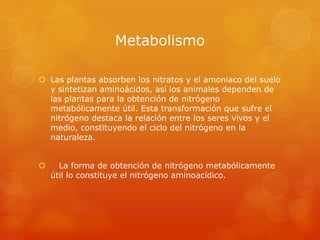 Metabolismo
 Las plantas absorben los nitratos y el amoniaco del suelo
y sintetizan aminoácidos, así los animales dependen de
las plantas para la obtención de nitrógeno
metabólicamente útil. Esta transformación que sufre el
nitrógeno destaca la relación entre los seres vivos y el
medio, constituyendo el ciclo del nitrógeno en la
naturaleza.


La forma de obtención de nitrógeno metabólicamente
útil lo constituye el nitrógeno aminoacídico.

 