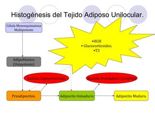 Histogénesis del Tejido Adiposo Unilocular.
Célula Mesenquimatosa
Multipotente
Adipoblastos
(Unipotente)
Preadipocitos. Adipocito Maduro.Adipocito Inmaduro.
Enzima Lipoproteinaza Aparato Enzimático Completo
•HGH
• Glucocorticoides.
•T3
 