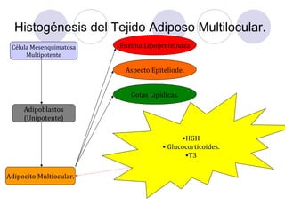 Histogénesis del Tejido Adiposo Multilocular.
Célula Mesenquimatosa
Multipotente
Adipoblastos
(Unipotente)
Adipocito Multiocular.
Enzima Lipoproteinaza
•HGH
• Glucocorticoides.
•T3
Aspecto Epiteliode.
Gotas Lipídicas.
 