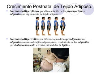 Crecimiento Postnatal de Tejido Adiposo.
 Crecimiento Hiperplásico: por diferenciación de los preadipocitos en
adipocitos, no hay aumento de tejido adiposo.
 Crecimiento Hipertrofico: por diferenciación de los preadipocitos en
adipocitos, aumento de tejido adiposo, ósea, crecimiento de los adipocitos
por el almacenamiento excesivo intracelular de lípidos.
 