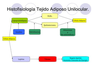 Histofisiología Tejido Adiposo Unilocular.
Célula Adiposa
Lipoproteínlipasa
Leptina
Quilomicrones.
VLDL.
Célula Adiposa
Almacenan
y
Re-esteretifican.
Hidrolizacion.Insulina
Tálamo.
Regula Apetito
Aumenta Consumo de Energía.
 