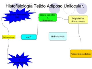 Histofisiología Tejido Adiposo Unilocular.
Célula Adiposa
Impulsos Nerviosos.
SNS
Adrenalina.
Y
Noradrenalina
AMPc
Lipasa Sensible
A
Hormonas.
Triglicéridos
Almacenados.
Acidos Grásos Libres
Hidrolización
 