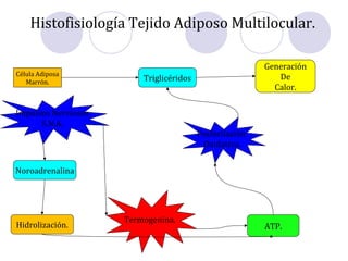 Histofisiología Tejido Adiposo Multilocular.
Célula Adiposa
Marrón.
Termogenina.
Triglicéridos
ATP.
Fosforilación
Oxidativa.
Generación
De
Calor.
Impulsos Nerviosos
S.N.A.
Noroadrenalina
Hidrolización.
 