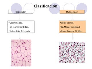 Clasificación.
Unilocular Multiocular.
•Color Blanco.
•En Mayor Cantidad.
•Única Gota de Lípido.
•Color Blanco.
•En Mayor Cantidad.
•Única Gota de Lípido.
 