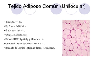 Tejido Adiposo Común (Unilocular)
• Diámetro >100.
•De Forma Poliédrica.
•Única Gota Central.
•Citoplasma Reducido.
•Escaso: R.E.R, Ap. Golgi y Mitocondria.
•Característico en Estado Activo: R.E.L.
•Rodeada de Lamina Externa y Fibras Reticulares.
 