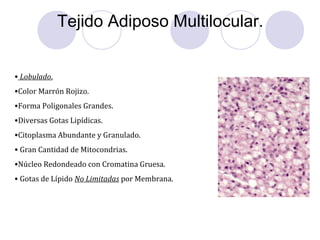 Tejido Adiposo Multilocular.
• Lobulado.
•Color Marrón Rojizo.
•Forma Poligonales Grandes.
•Diversas Gotas Lipídicas.
•Citoplasma Abundante y Granulado.
• Gran Cantidad de Mitocondrias.
•Núcleo Redondeado con Cromatina Gruesa.
• Gotas de Lípido No Limitadas por Membrana.
 