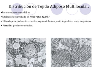 Distribución de Tejido Adiposo Multilocular.
•Escaso en personas adultas.
•Altamente desarrollado en fetos y R.N. (2.5%)
• Ubicado principalmente en: axilas, región de la nuca y a lo largo de los vasos sanguíneos.
• Función: productor de calor.
 