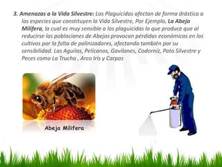 3. Amenazas a la Vida Silvestre: Los Plaguicidas afectan de forma drástica a 
las especies que constituyen la Vida Silvestre, Por Ejemplo, La Abeja 
Milífera, la cual es muy sensible a los plaguicidas lo que produce que al 
reducirse las poblaciones de Abejas provocan pérdidas económicas en los 
cultivos por la falta de polinizadores, afectando también por su 
sensibilidad. Las Aguilas, Pelícanos, Gavilanes, Codorníz, Pato Silvestre y 
Peces como La Trucha , Arco Iris y Carpas 
Abeja Milifera 
 