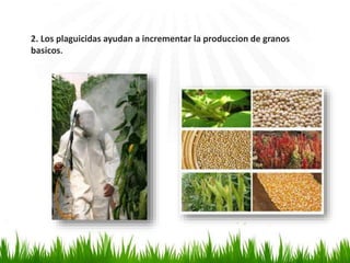 2. Los plaguicidas ayudan a incrementar la produccion de granos 
basicos. 
 
