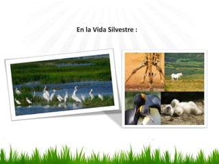 En la Vida Silvestre : 
 