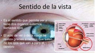 Sentido Sentido de de la la vista 
• Es el sentido que permite ver y 
tiene dos órganos externos 
llamados ojos 
• El acto de ver o de la visión se 
realiza gracias a nervios que salen 
de los ojos que van a para al 
cerebro 
 
