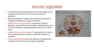 VIAS DEL EQULIBRIO 
• El movimiento de las estereocilios de las células ciliadas en los 
conductos semicirculares, en la cual se cree se libera 
glutamato 
• Núcleos vestibulares integran información provenientes del 
receptores vestibulares, visuales, y somáticos. 
• Nucleos de los nervios craneales: oculomotor-troclear y 
abducens, que controlan el movimiento combinado de los ojos 
con los de la cabeza y cuello para poder enfocar en el campo 
visual 
• Núcleos de los nervios accesorios XI: para ayudar en el control 
de los movimientos de la cabeza y cuello para mantener el 
equilibrio 
• Tracto vestibuloespinal, que envía impulsos a la medula para 
mantener el tono muscular y así lograr el equilibrio 
 