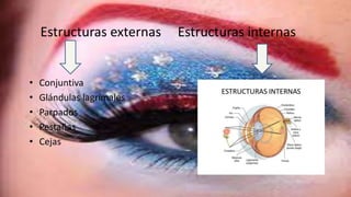 Estructuras externas Estructuras internas 
• Conjuntiva 
• Glándulas lagrimales 
• Parpados 
• Pestañas 
• Cejas 
 