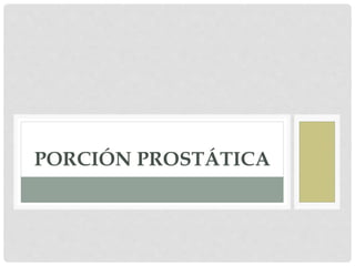 PORCIÓN PROSTÁTICA
 