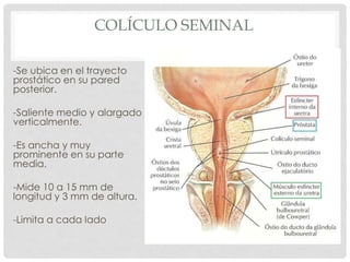 COLÍCULO SEMINAL
-Se ubica en el trayecto
prostático en su pared
posterior.
-Saliente medio y alargado
verticalmente.
-Es ancha y muy
prominente en su parte
media.
-Mide 10 a 15 mm de
longitud y 3 mm de altura.
-Limita a cada lado
 
