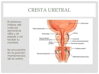CRESTA URETRAL
- El extremo
inferior del
colículo
seminal se
afila y se
pierde y así
recibe su
nombre.
- Se encuentra
en la porción
membranosa
de la uretra
 